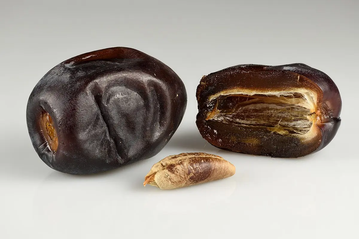 خرمای مضافتی