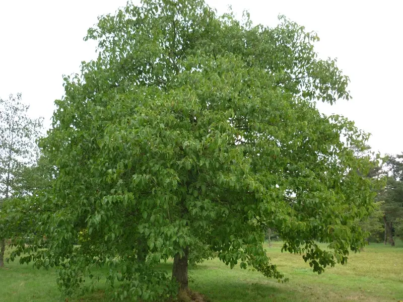 درخت توسکا