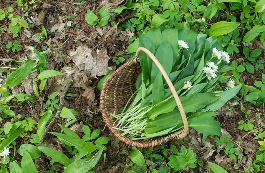 سیر وحشی