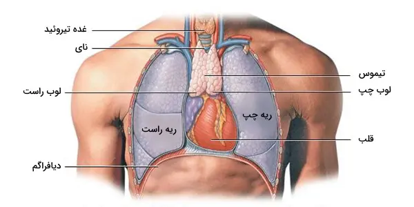 سرطان | تیموس