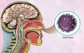 ​اولین سرما خوردگی​