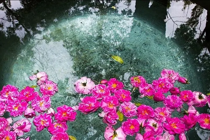  گل سرخ اصفهان