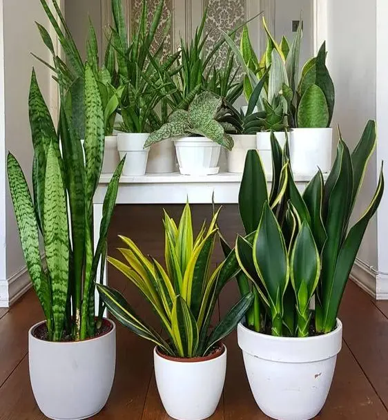 ​گیاهان آپارتمانی​