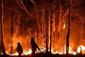 فوری: آتش سوزی ۵۰ هکتار از جنگل‌ها و مراتع منطقه گردشگری کهگیلویه و بویراحمد