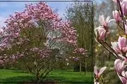 معرفی درخت زینتی مناسب محوطه سازی باغ و ویلا