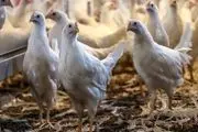 برای کاهش قیمت مرغ در ماه رمضان باید امیدوار بود؟ | قیمت مرغ و گوشت امروز 18 اسفند