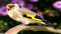 آسیب به محیط زیست با شکار غیر قانونی | هوشیاری عوامل محیط زیست جان پرندگان را نجات داد