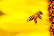 شاید باورتان نشود که ملکه زنبور عسل می تواند یک هفته در زیر آب زنده بماند