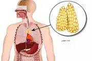 عضو بی خاصیتی که با سرطان مبارزه می کند! | تیموس غده ایی که با سرطان مبارزه می کند