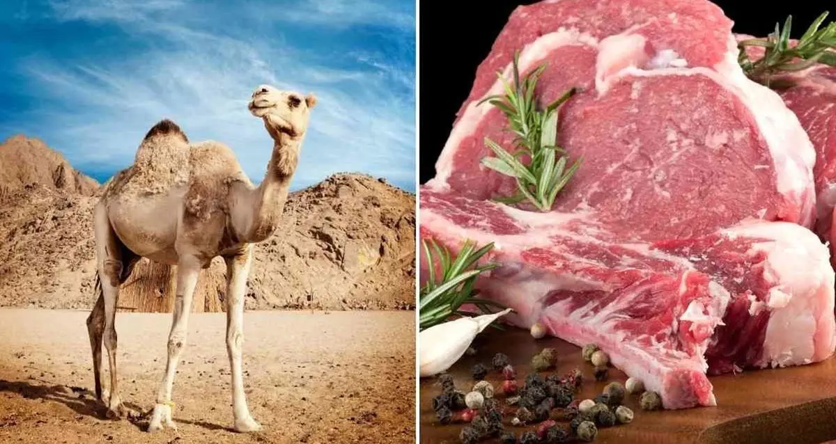 گوشت شتر پر طرفدار شد! | کشورهای عربی خواهان خرید این گوشت از ایران شدند