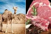 گوشت شتر پر طرفدار شد! | کشورهای عربی خواهان خرید این گوشت از ایران شدند