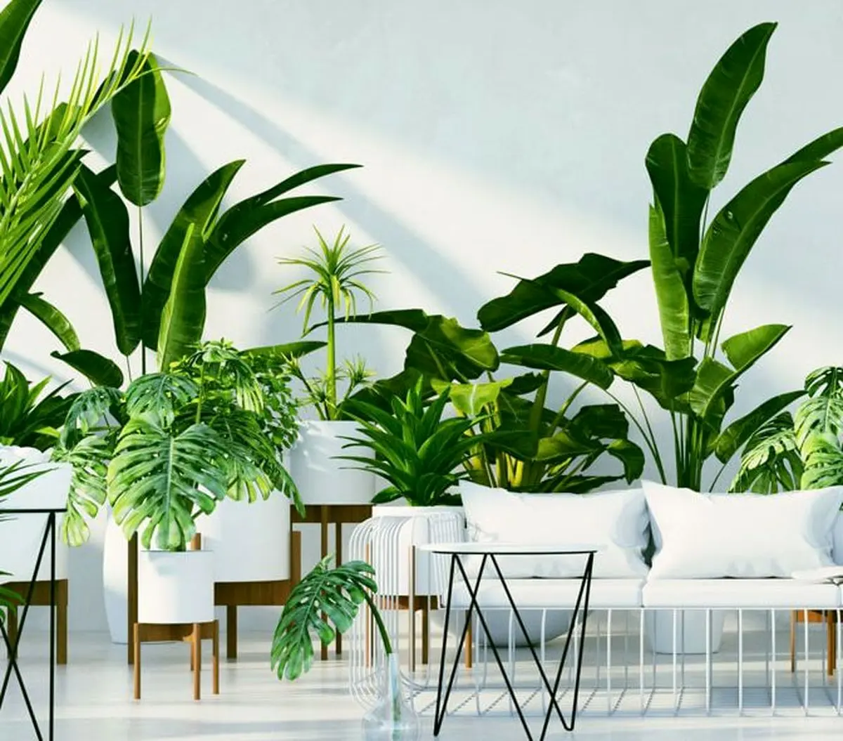 معرفی برترین گیاهان آپارتمانی که می توانید در نور کم ازآن ها نگهداری کنید!