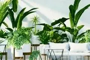 معرفی برترین گیاهان آپارتمانی که می توانید در نور کم ازآن ها نگهداری کنید!