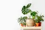 ساده‌ترین گیاهان آپارتمانی برای نگهداری در خانه را بشناسید!