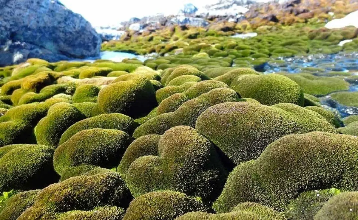 مقاوم ترین گیاه جهان را بشناسید | این گیاه در قطب جنوب مدفوع را جذب میکند!