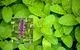  بادرنجبویه گیاه مورد علاقه ابوعلی سینا! | خواص باورنکردنیه این گیاه را بدانید!