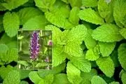  بادرنجبویه گیاه مورد علاقه ابوعلی سینا! | خواص باورنکردنیه این گیاه را بدانید!